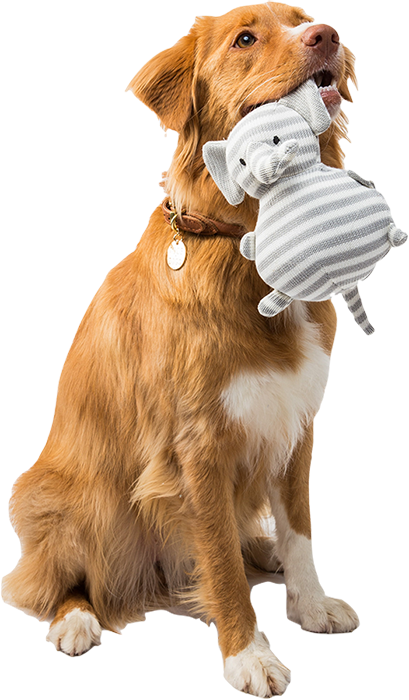 %Making Every Pet Moment Pawsible%