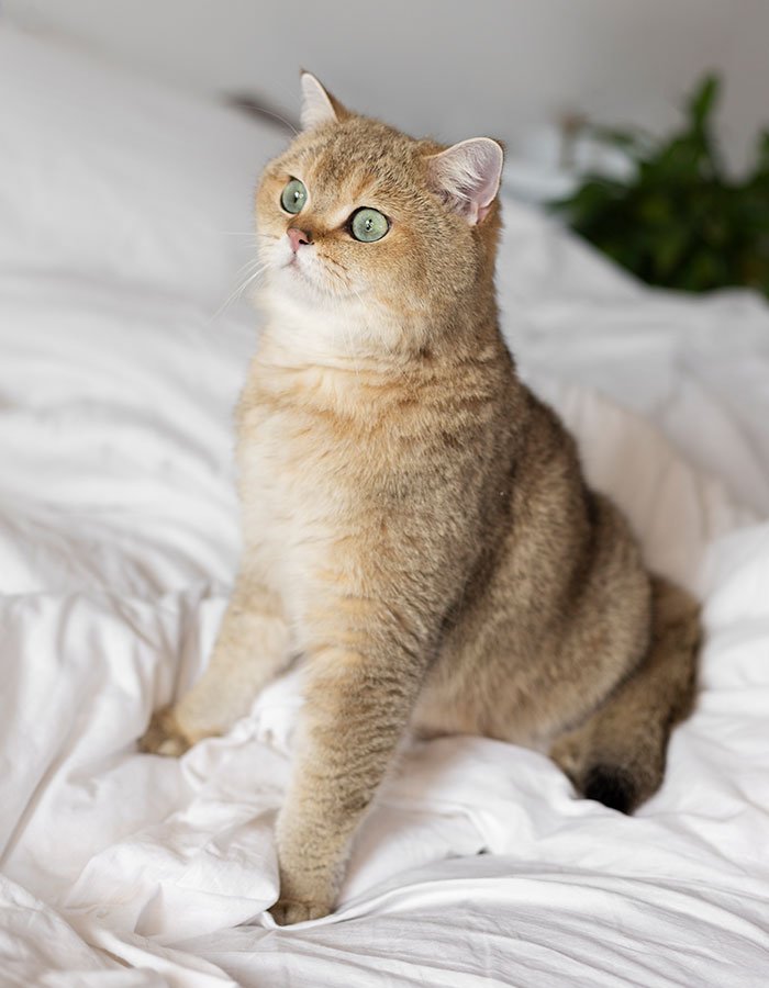 %Making Every Pet Moment Pawsible%