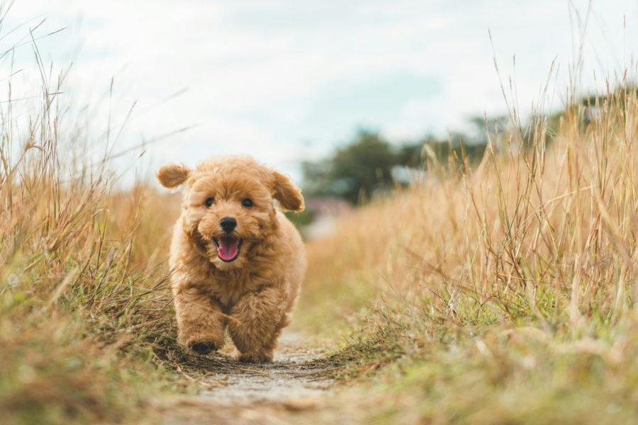 brown-puppy-poodle-running-on-the-bushes.jpg